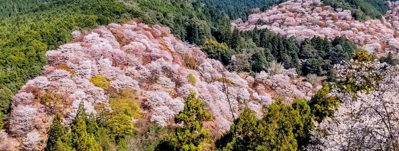 桜絶景
