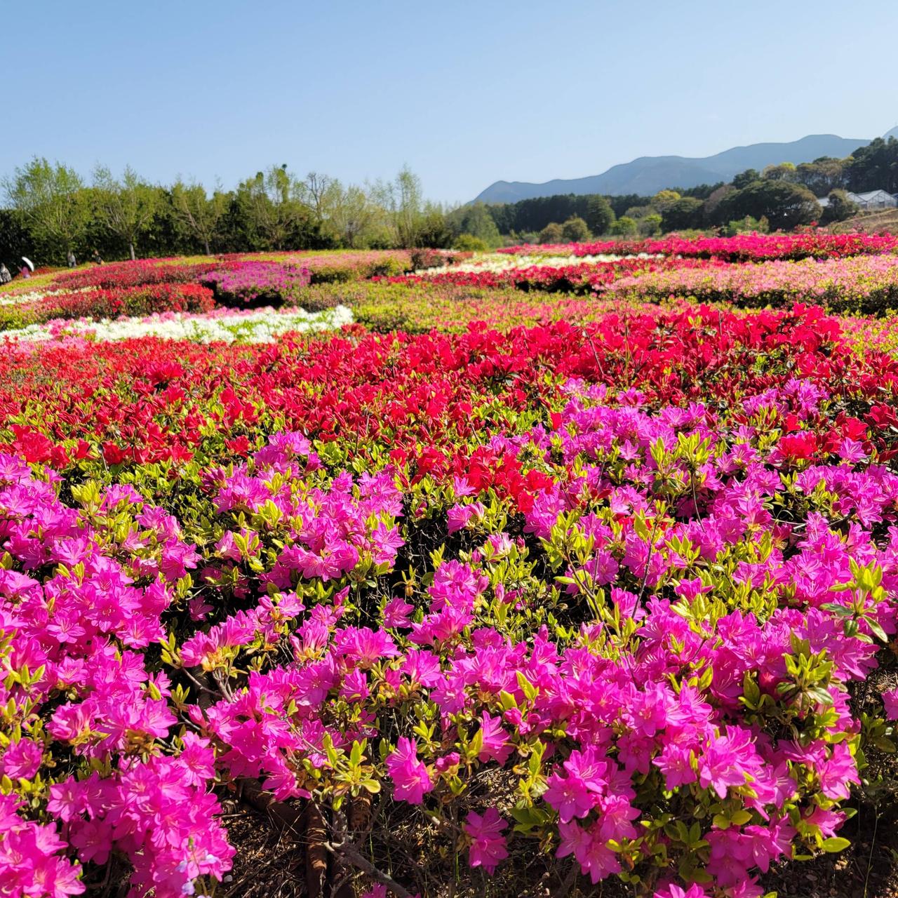 久留米ツツジは五分...