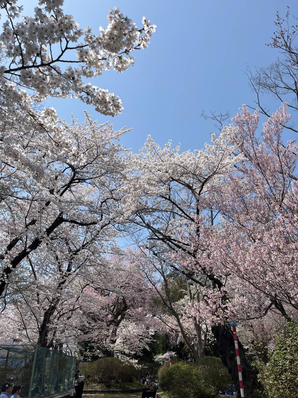 お花見リポート
