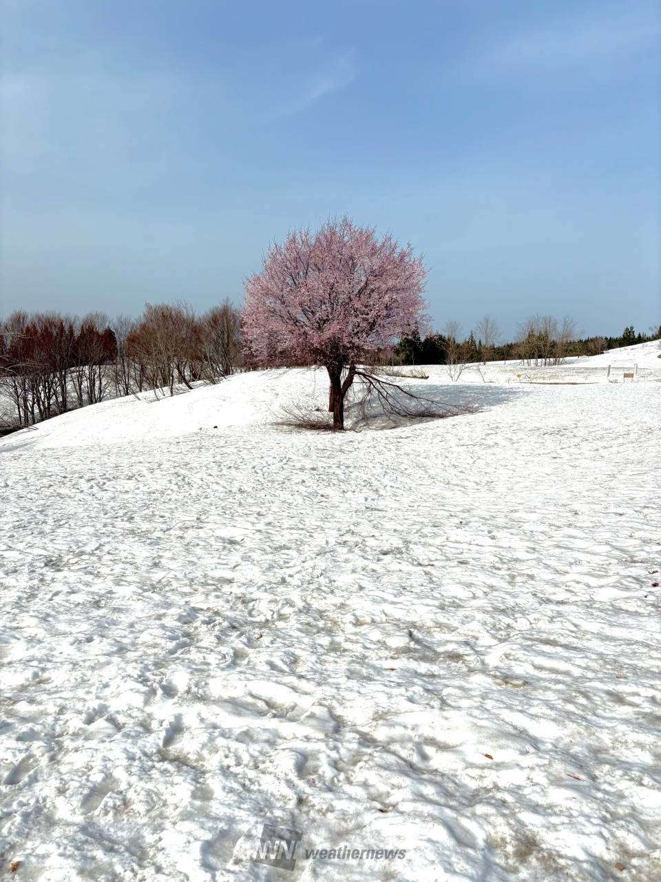 ❄️🌸雪上桜🌸❄️...