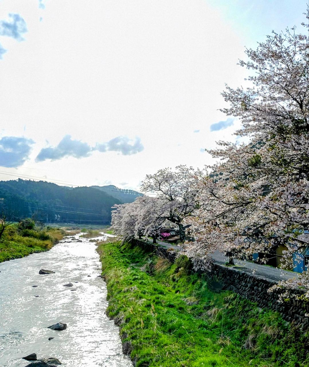 新庄川と桜  ベン...