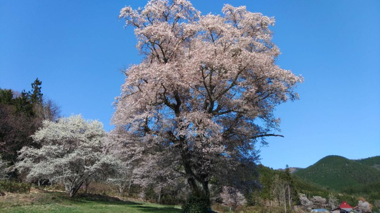 千鳥別尺の山桜、満...