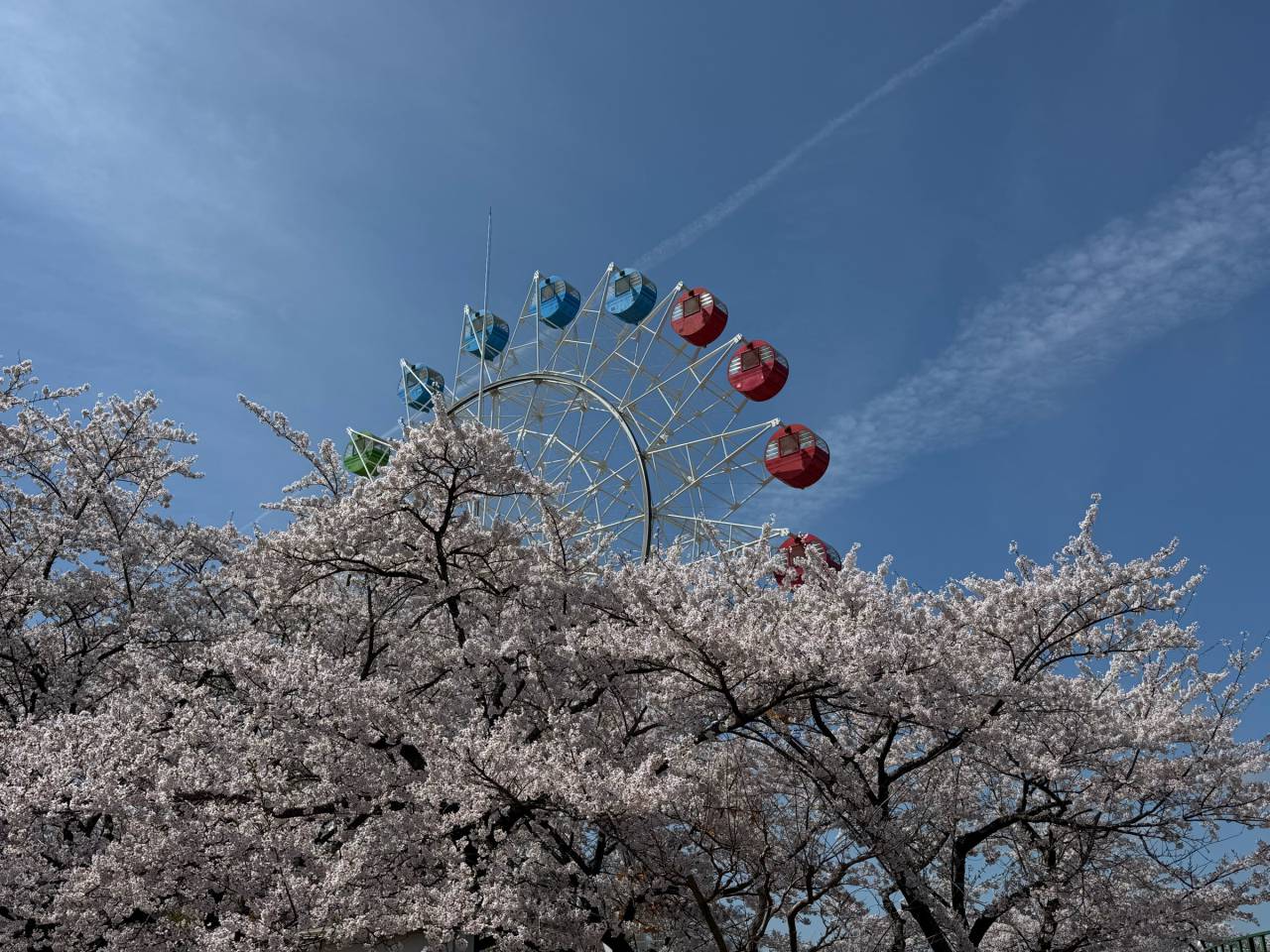 八戸公園内のソメイ...