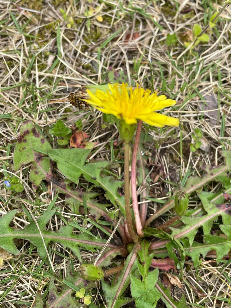 二ホンタンポポを探してみよう🔍 注目の空の写真 ウェザーニュース