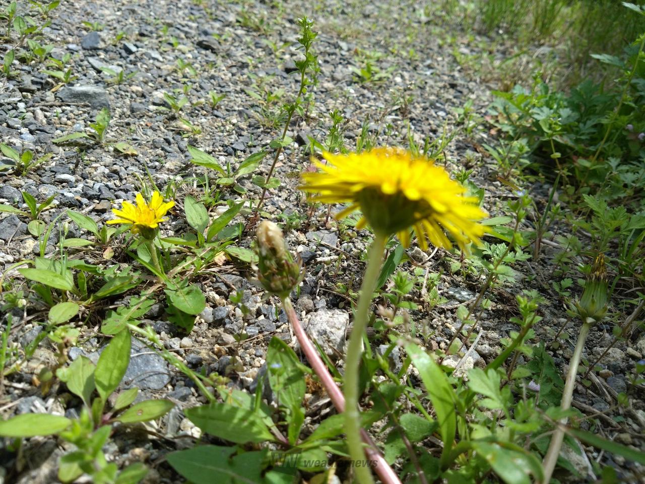 二ホンタンポポを探してみよう🔍 注目の空の写真 ウェザーニュース