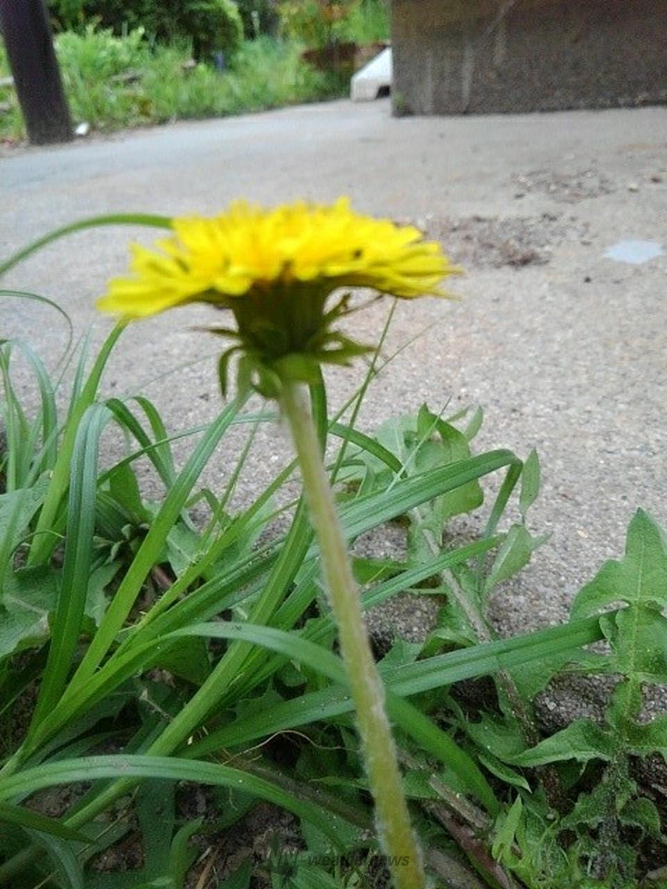 二ホンタンポポを探してみよう🔍 注目の空の写真 ウェザーニュース