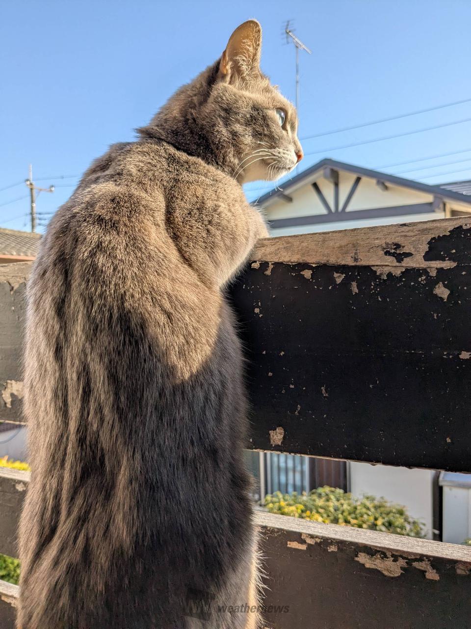 毎月22日はニャンニャンニャン 注目の空の写真 ウェザーニュース