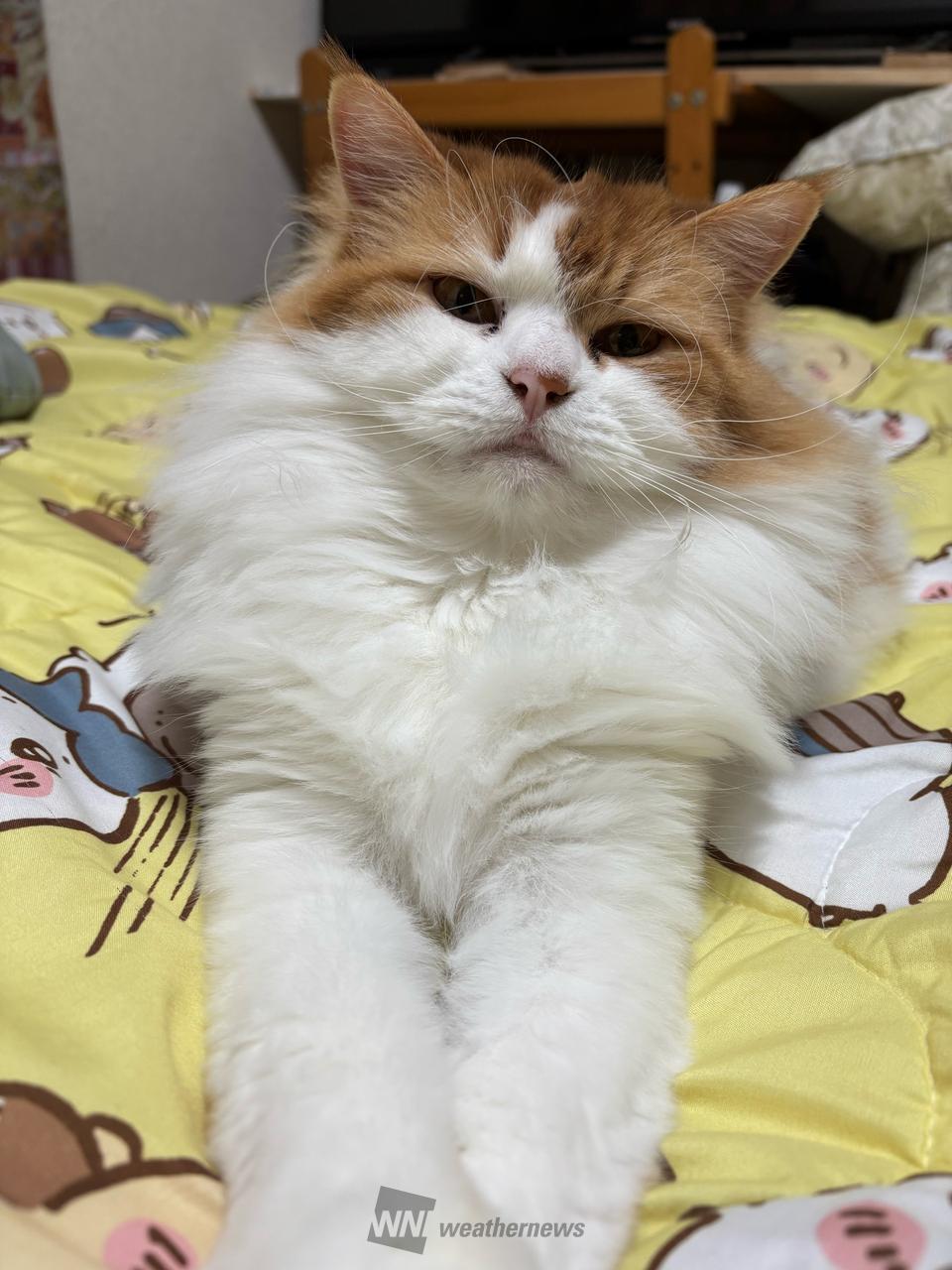 毎月22日はニャンニャンニャン 注目の空の写真 ウェザーニュース