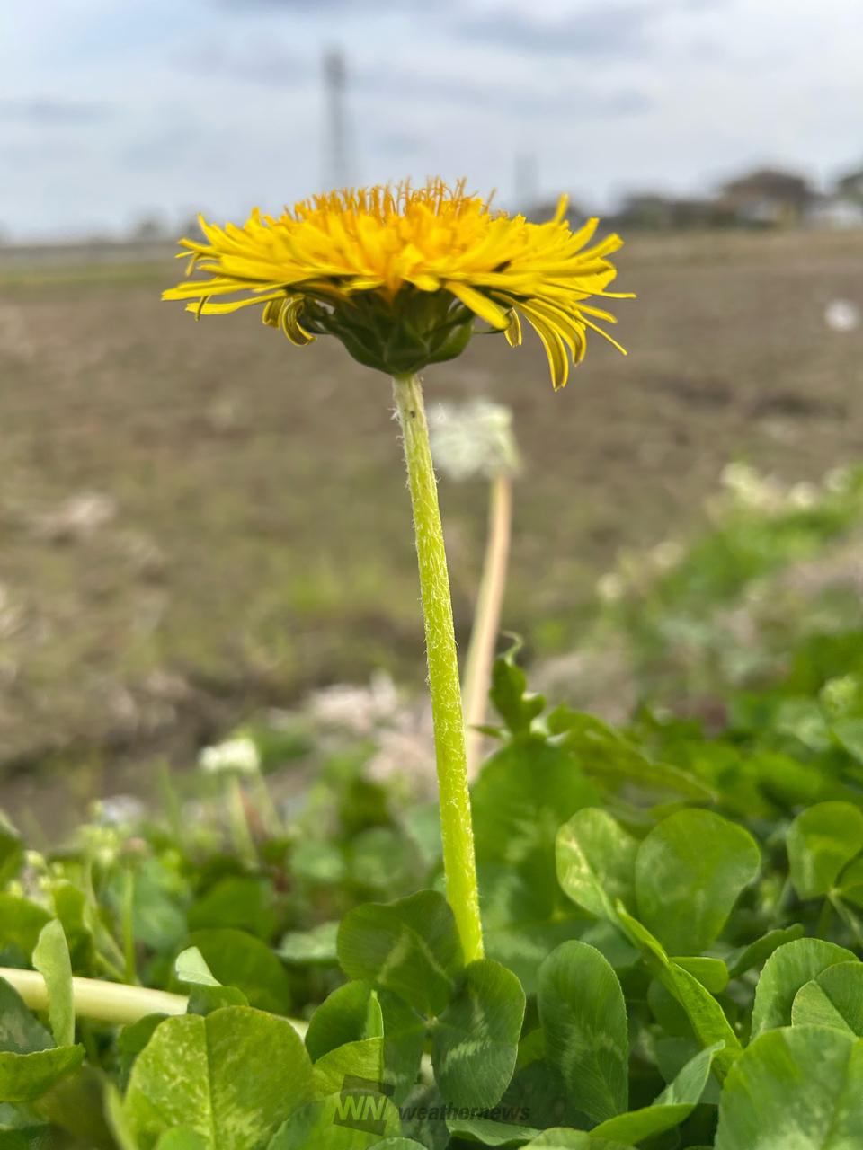 二ホンタンポポを探してみよう🔍 注目の空の写真 ウェザーニュース