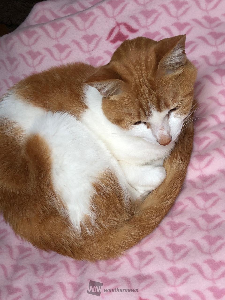 毎月22日はニャンニャンニャン 注目の空の写真 ウェザーニュース