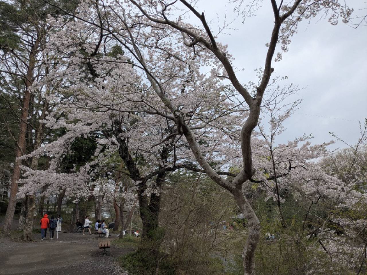 川沿いの散歩がオス...