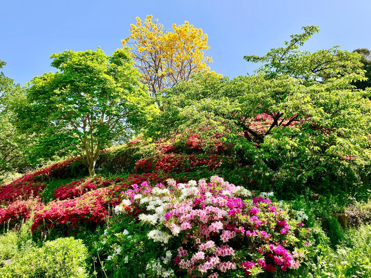 ツツジ？サツキ？ 注目の空の写真 ウェザーニュース