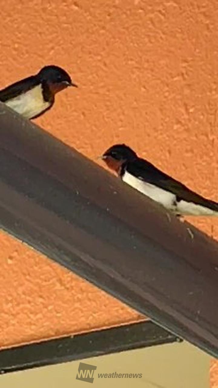 ツバメ見た？ 注目の空の写真 ウェザーニュース