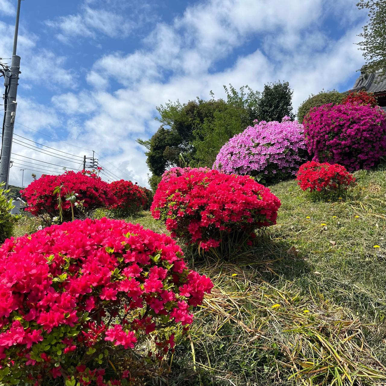 ツツジ？サツキ？ 注目の空の写真 ウェザーニュース
