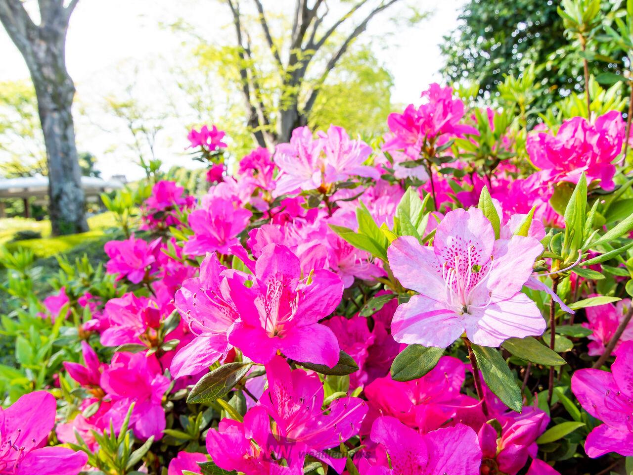 ツツジの咲く頃(フレーム付き) 街路樹のつつじ | GANREF