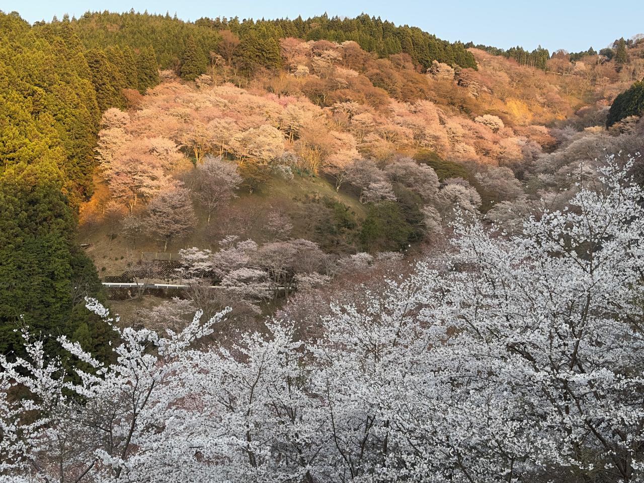 吉野山中千本 ...