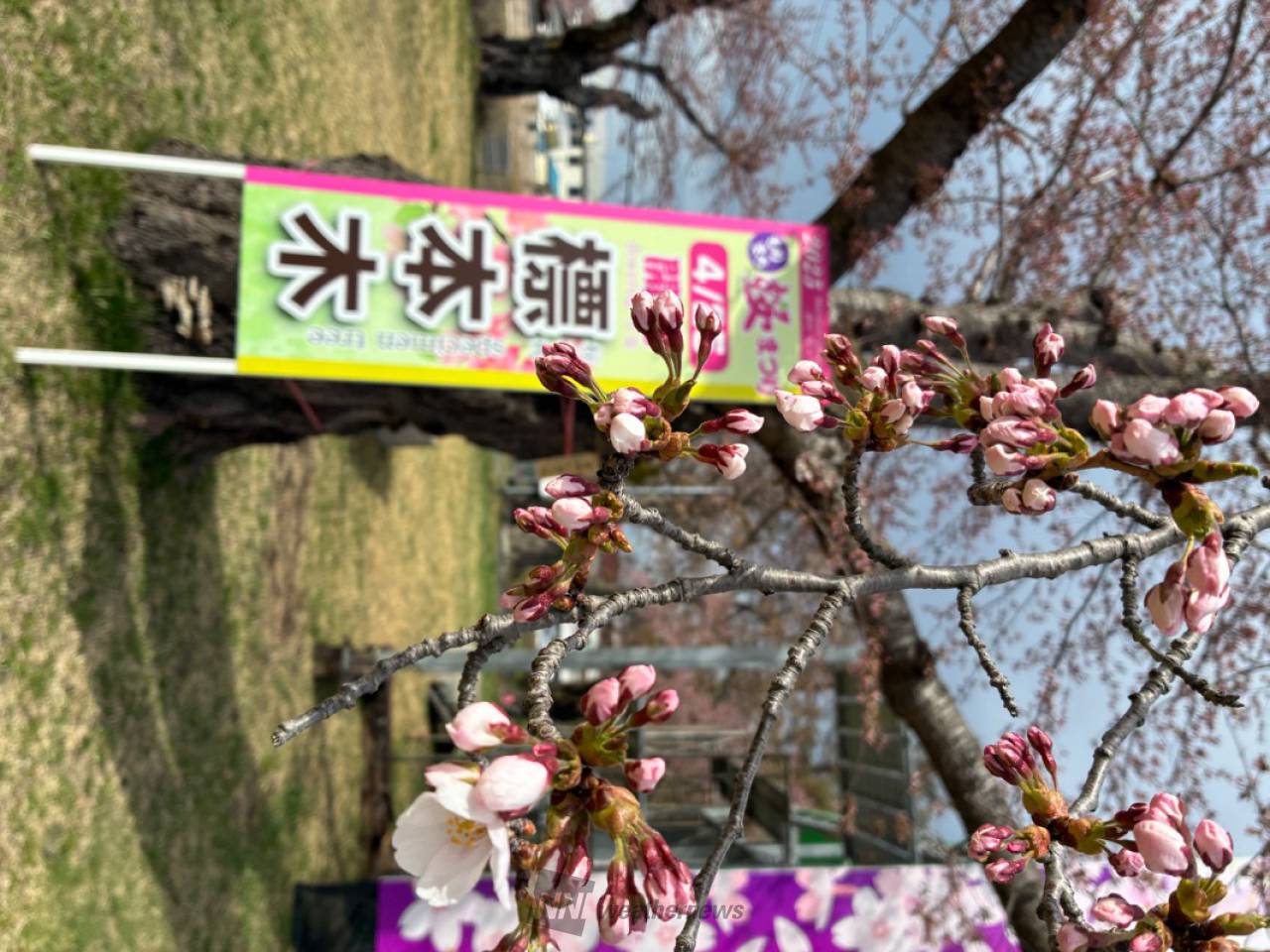 地元(茅部郡森町)...