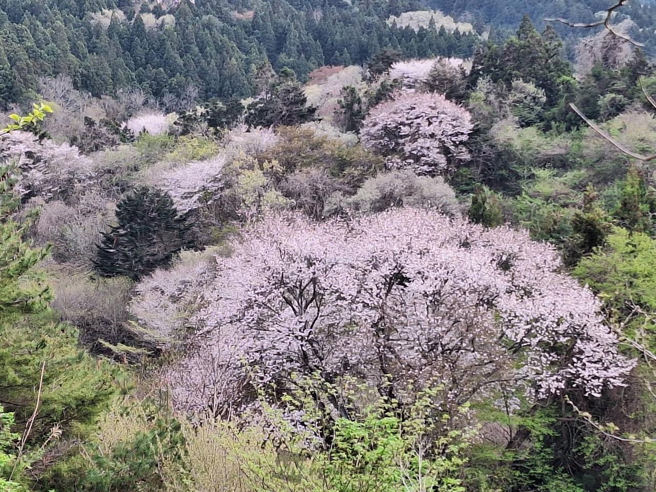4月27日撮影山...