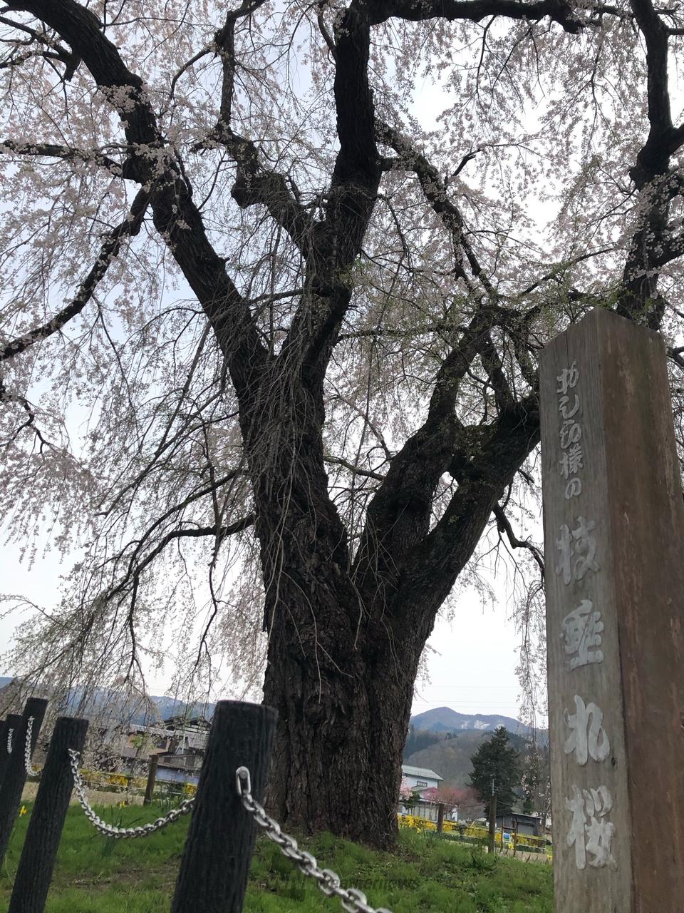 秋田県湯沢市より...