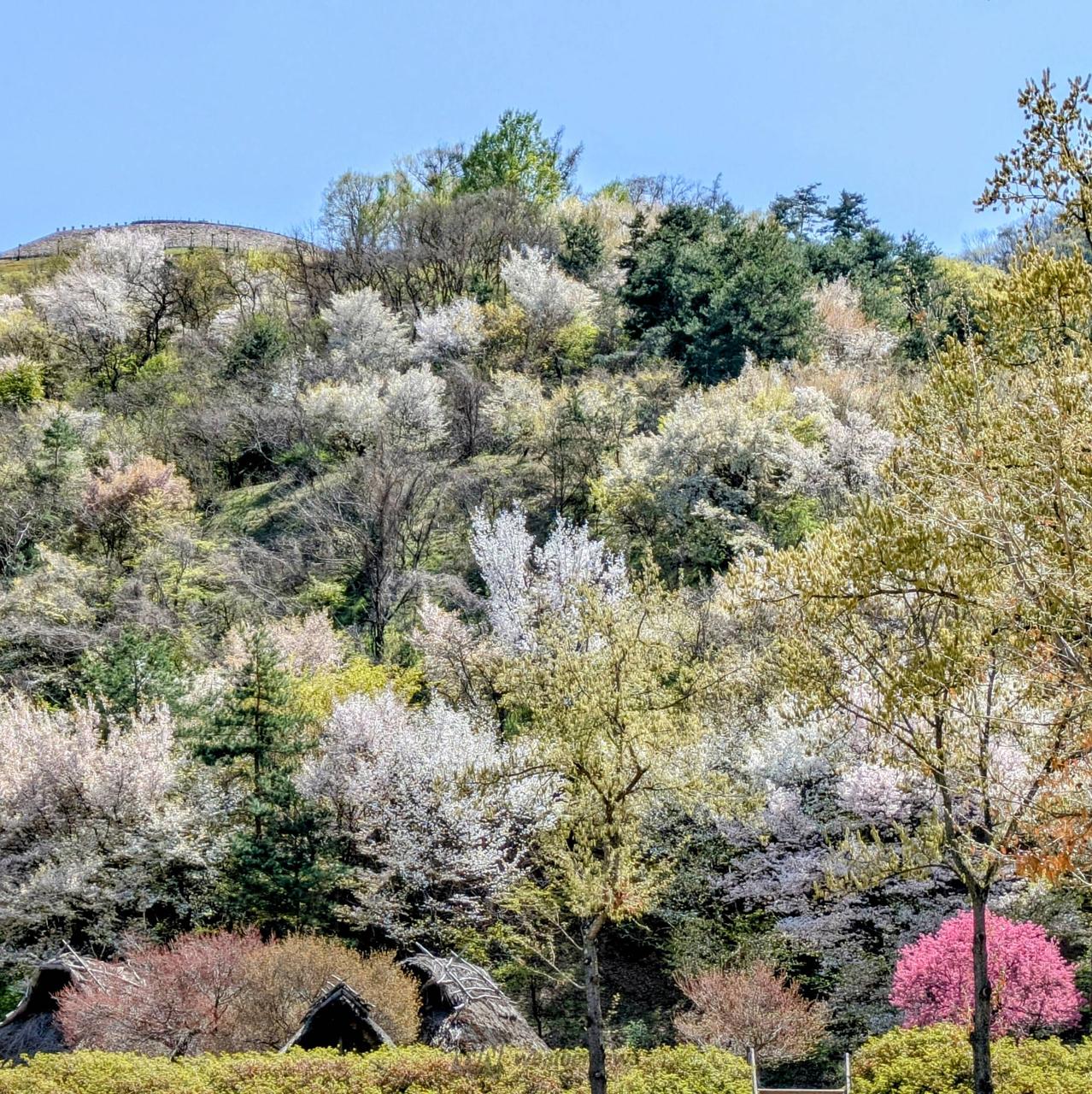 山桜の様子　千...