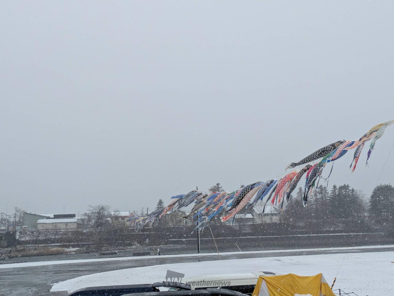 雪の中泳ぐ鯉のぼり...