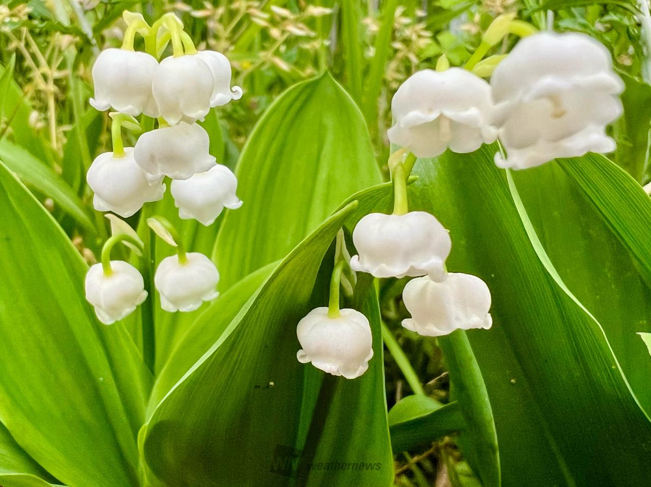 白い花を見つけよう🔍 注目の空の写真 ウェザーニュース
