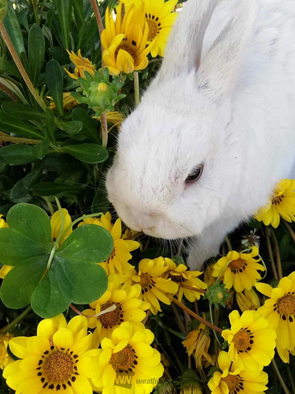 シロツメクサの蝶々」を作ろう 注目の空の写真 ウェザーニュース