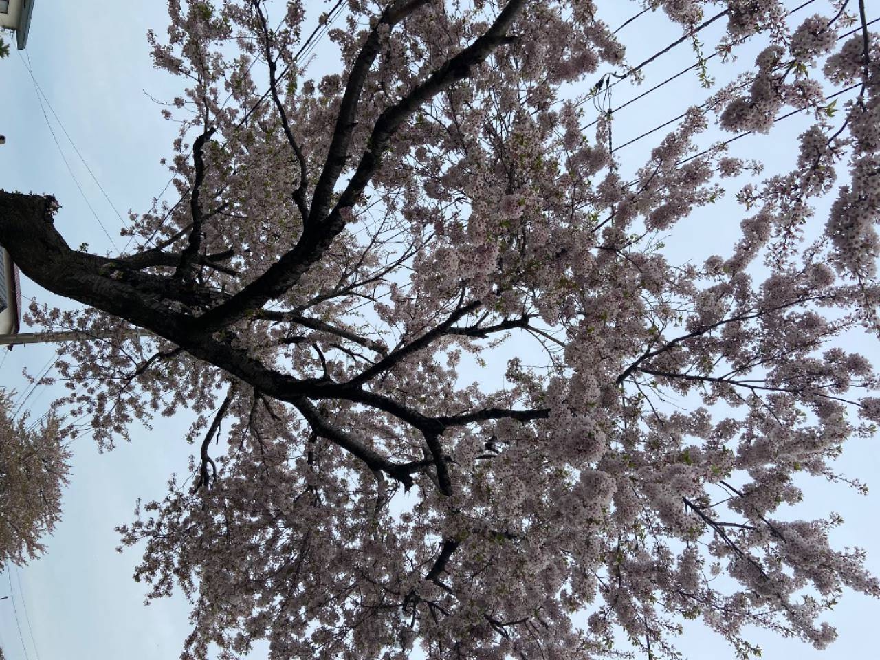 木によって咲き具合...
