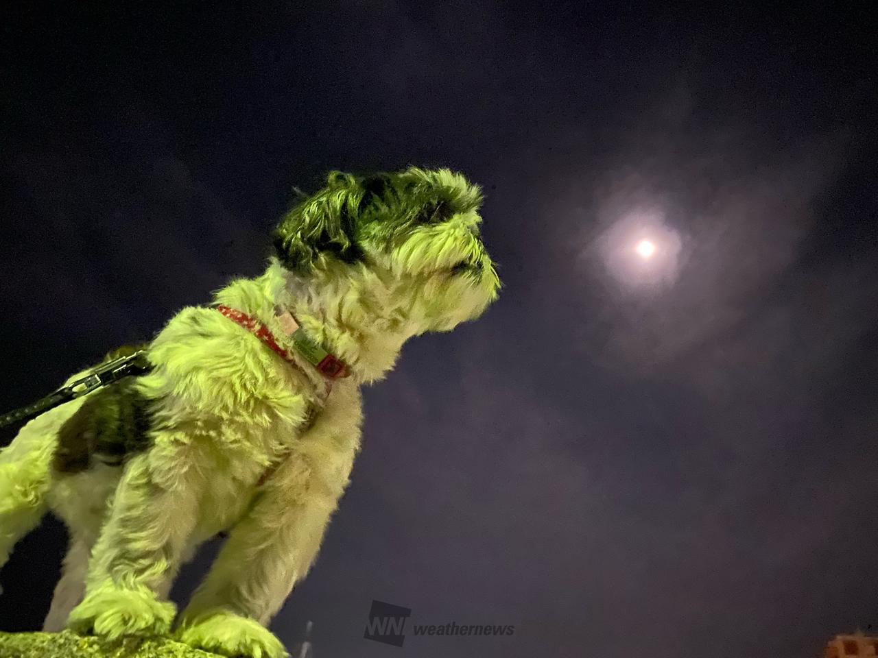 朧月夜とオトちゃん。気温は20℃あるので | 神奈川県横須賀市 | doggy