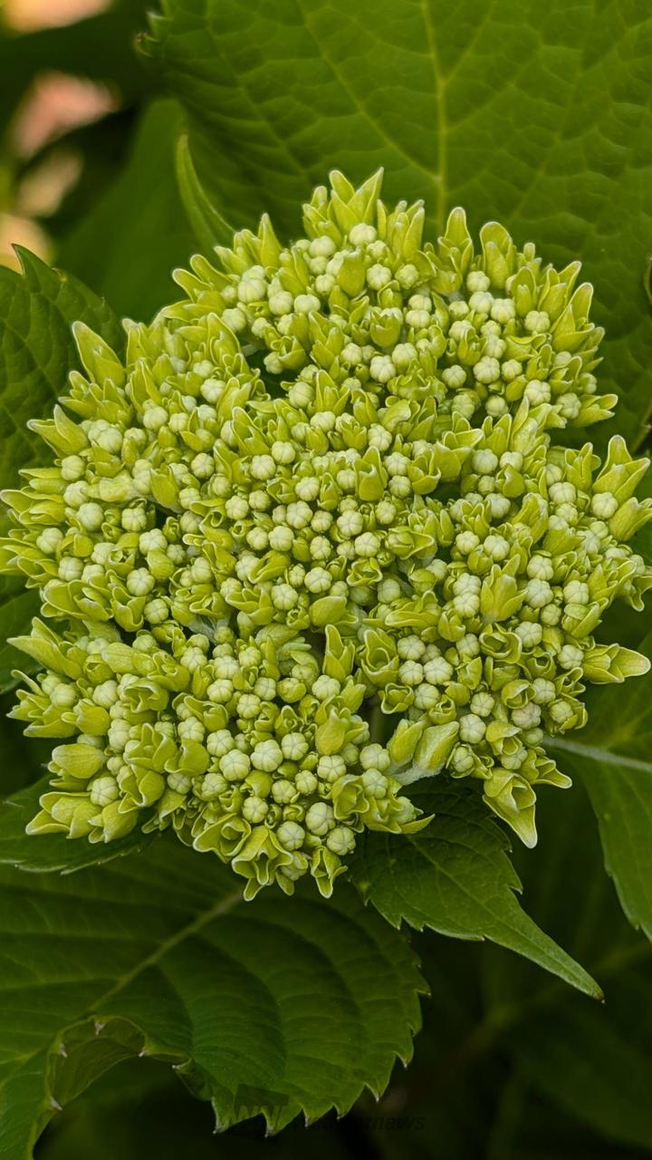 今のあじさいの様子...