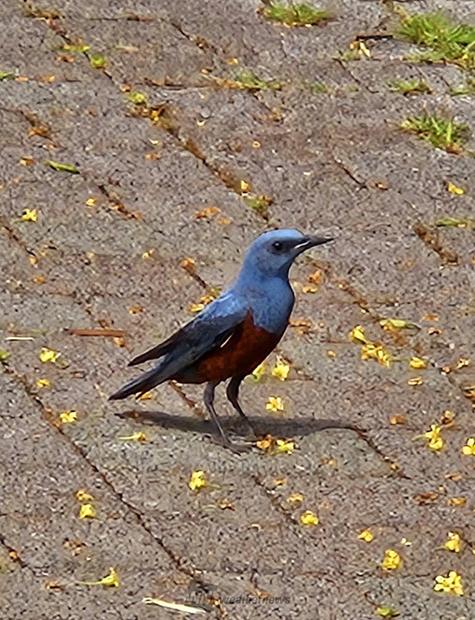 朝🌅散歩今朝も居...