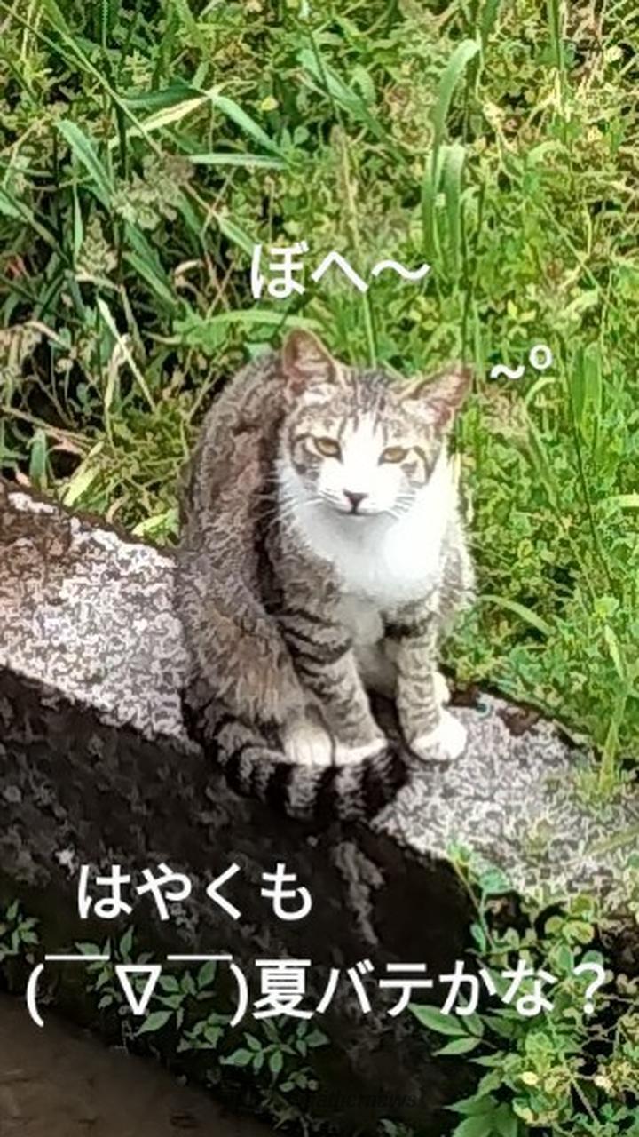 🐹🐾靴下を履いたニ...