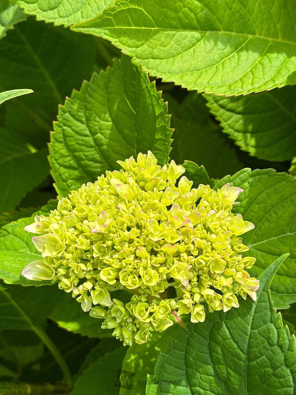 今の紫陽花の様子...