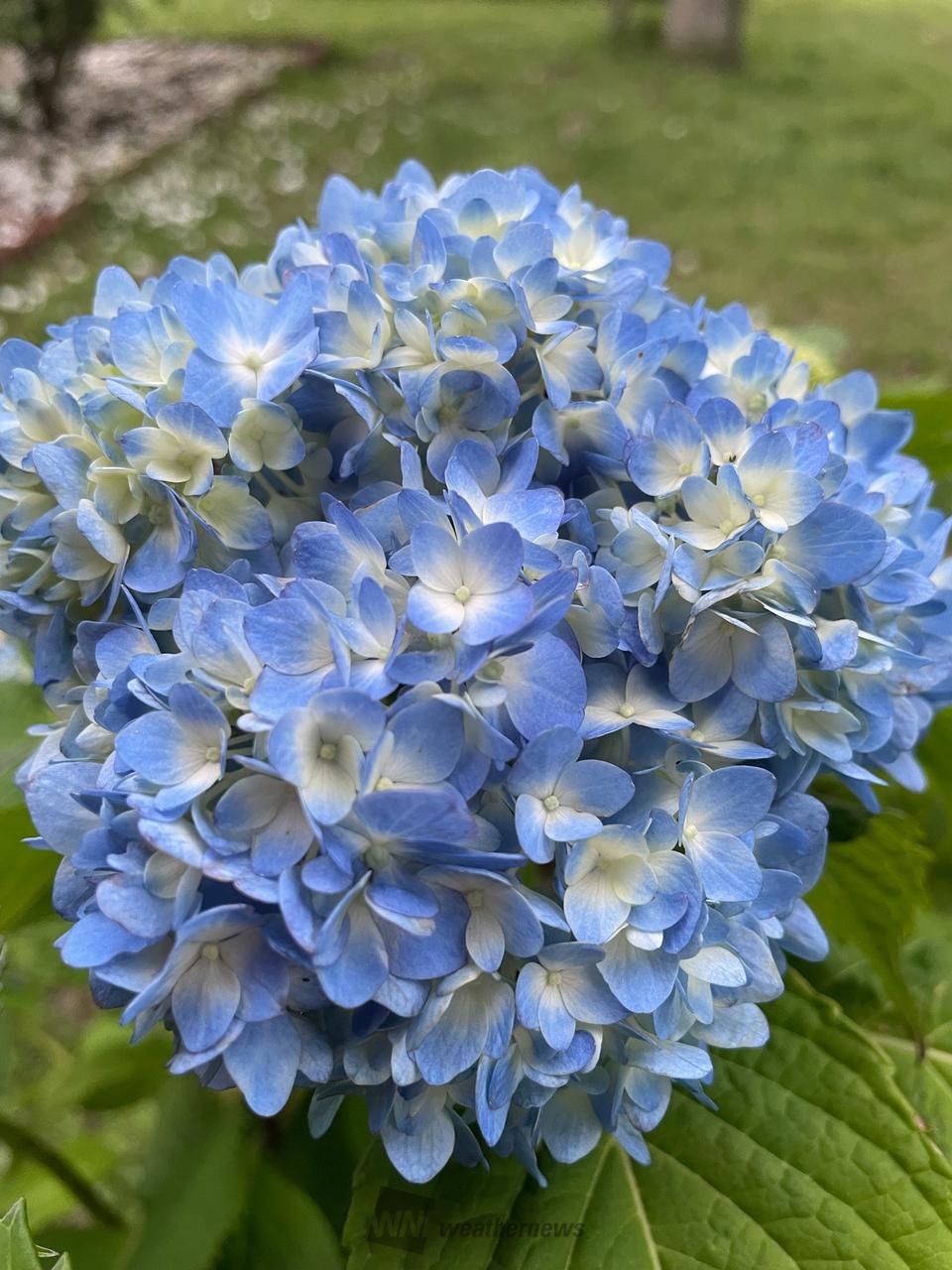 58 紫陽花の季節に❁