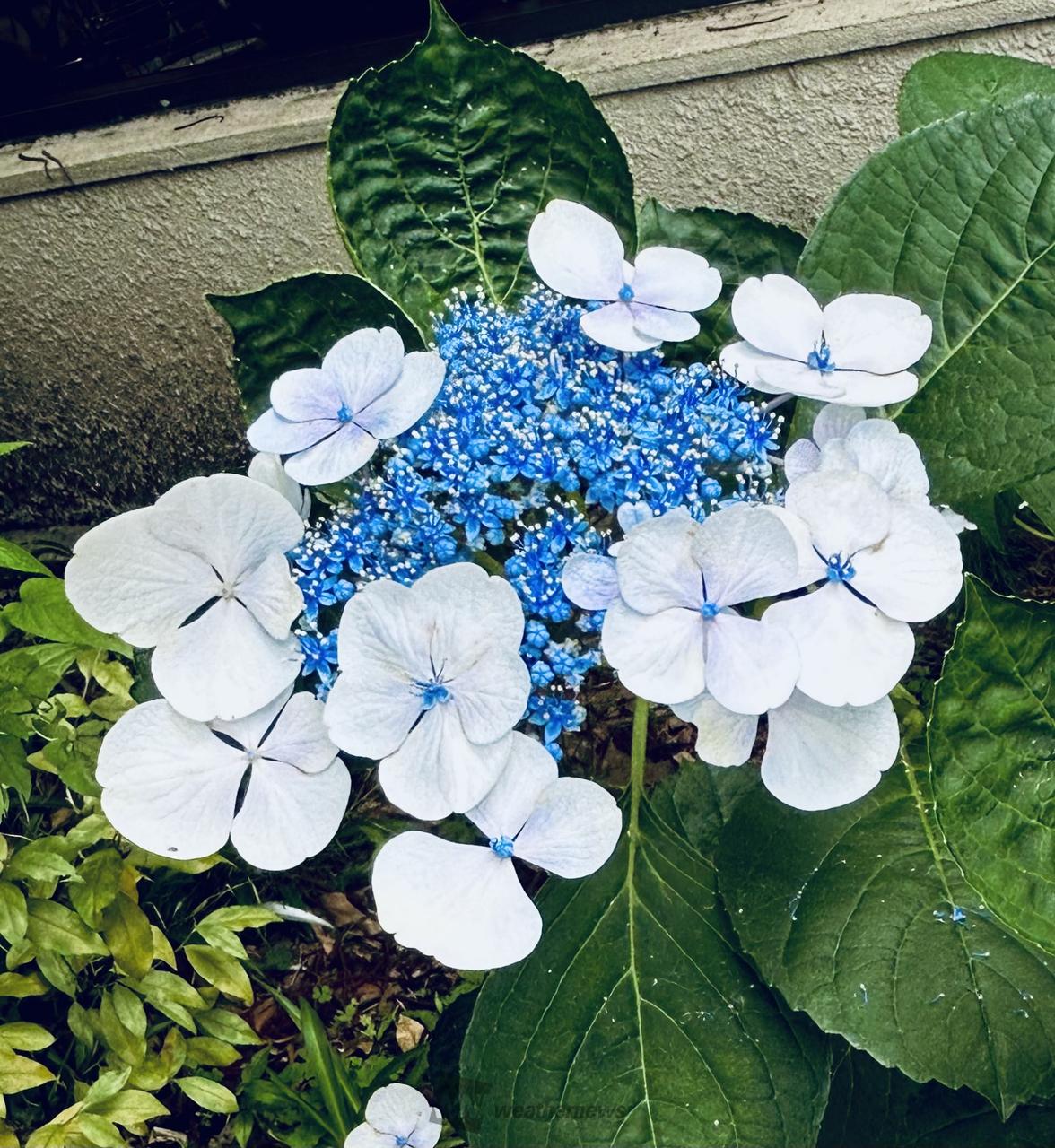 今のあじさいの様子は？ 注目の空の写真 ウェザーニュース