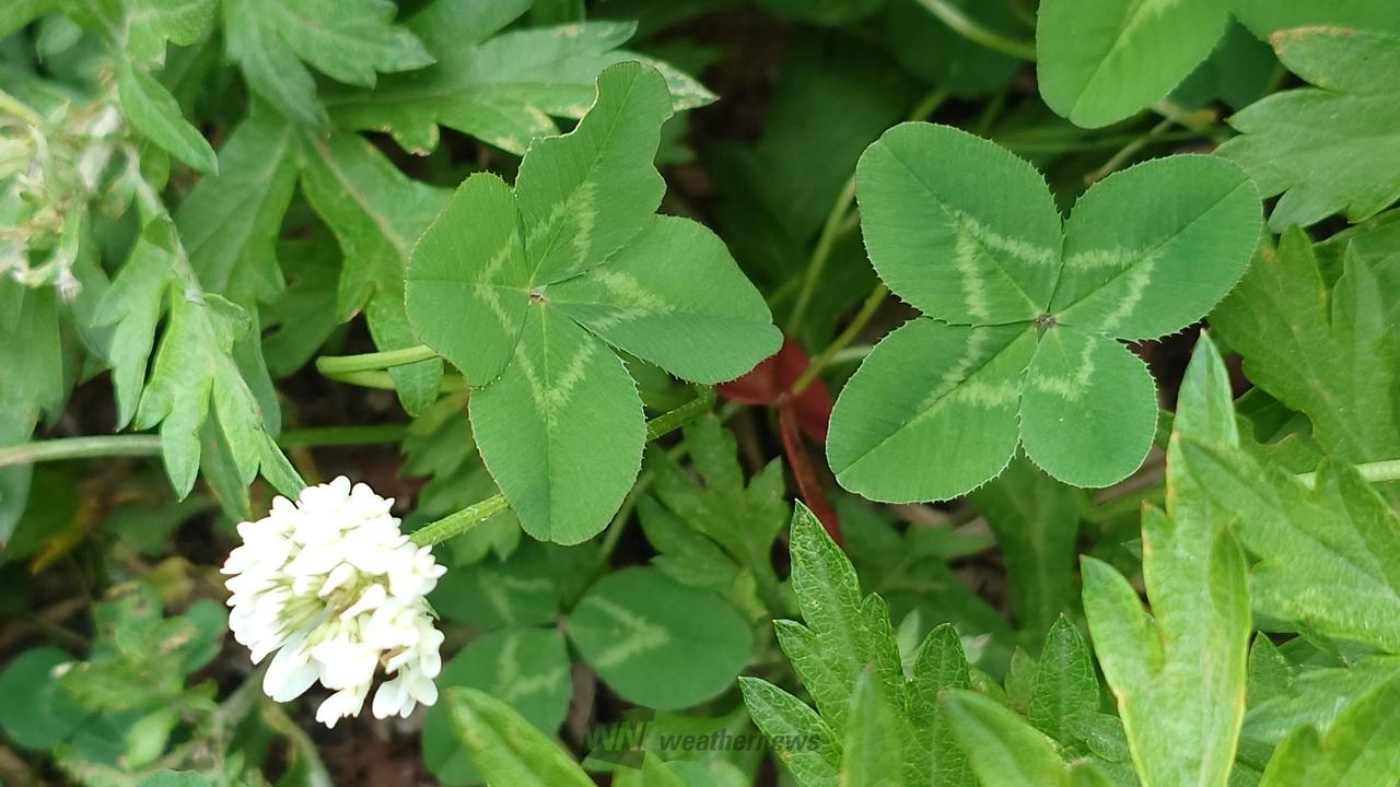 四つ葉のクローバーさん専用.43 img_1662-294x300.jpg