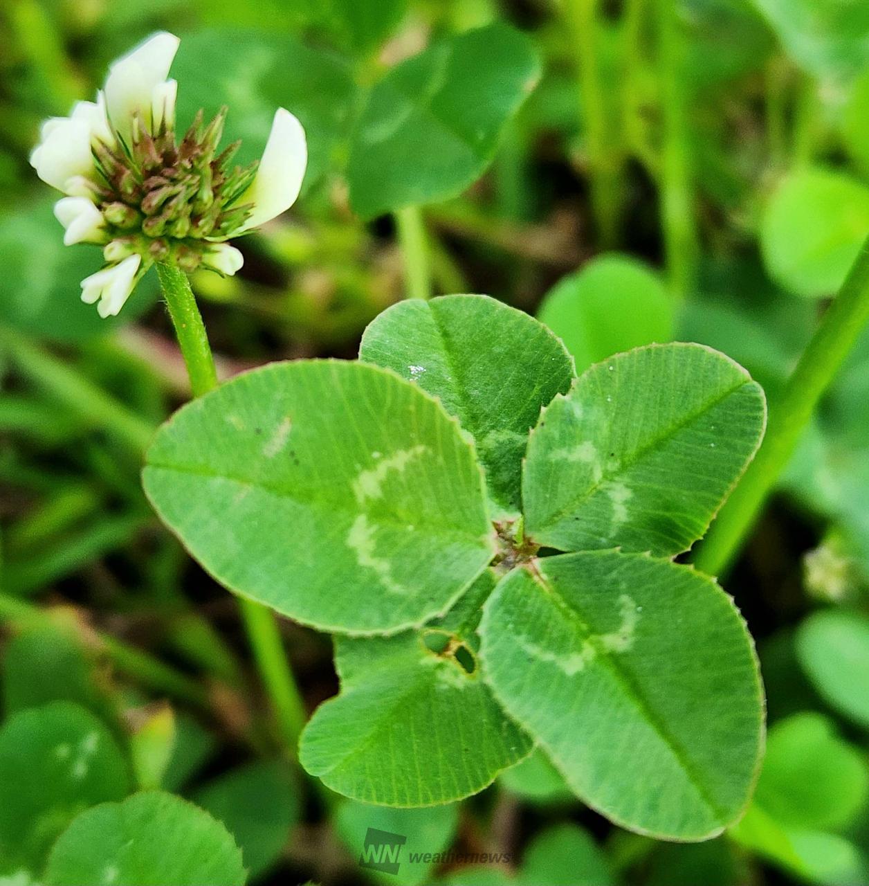 四つ葉のクローバー🍀 注目の空の写真 ウェザーニュース
