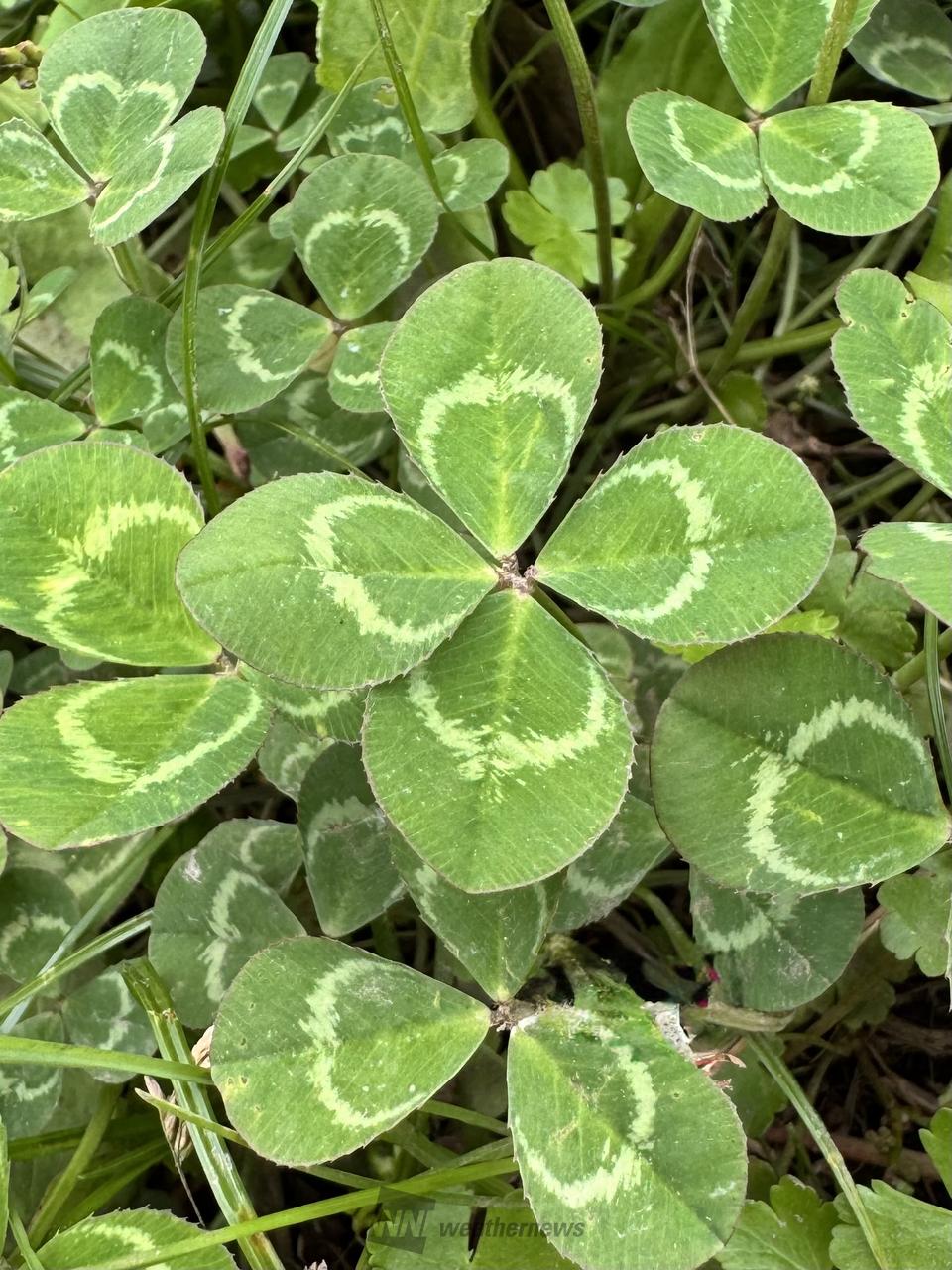 四つ葉のクローバー🍀 注目の空の写真 ウェザーニュース
