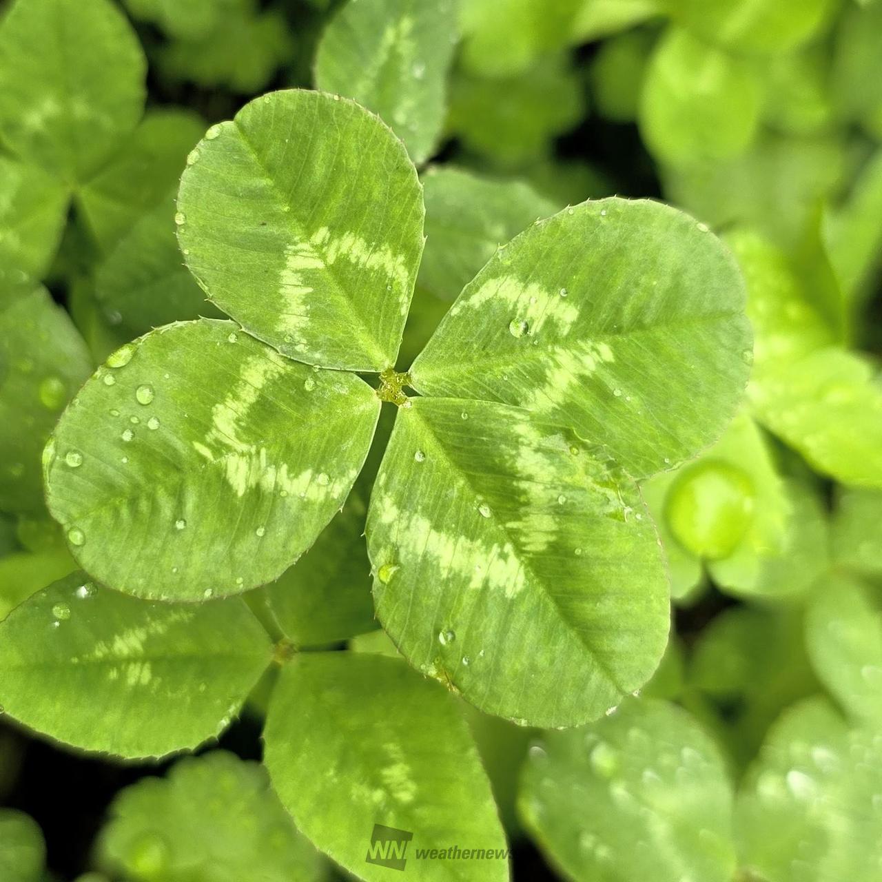 四つ葉のクローバー🍀 注目の空の写真 ウェザーニュース