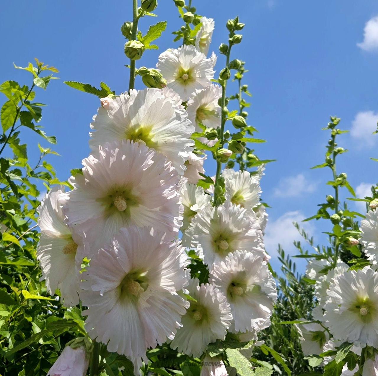 アートポスター：７７石組と純白のタチアオイ アートポスター：77石組と純白のタチアオイ アートポスター：77石組