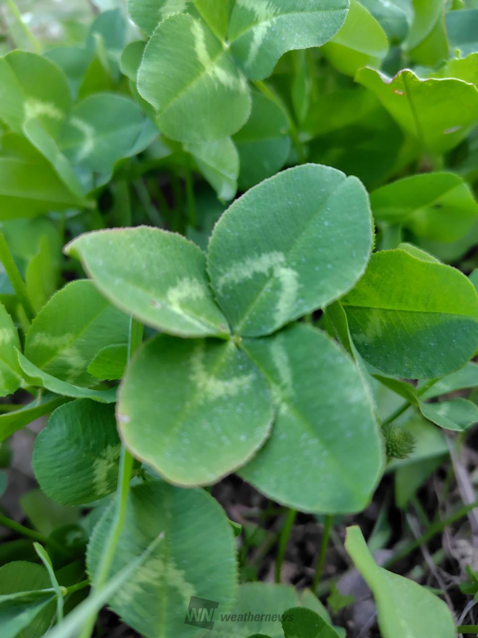四つ葉のクローバー🍀 注目の空の写真 ウェザーニュース