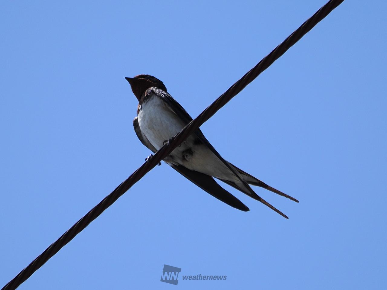薄曇りの晴れ空にツバメ。 独特な鳴き声で | 埼玉県川口市 | しぐら