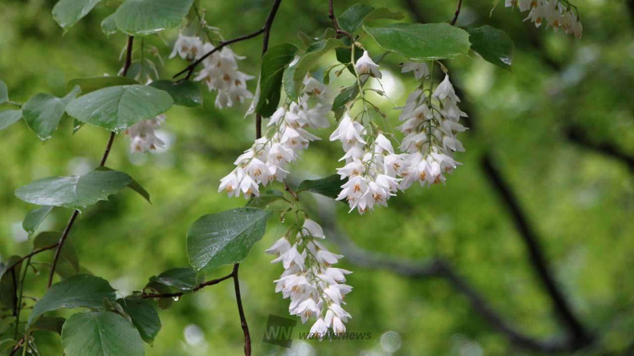 雨上がりの森雨で...