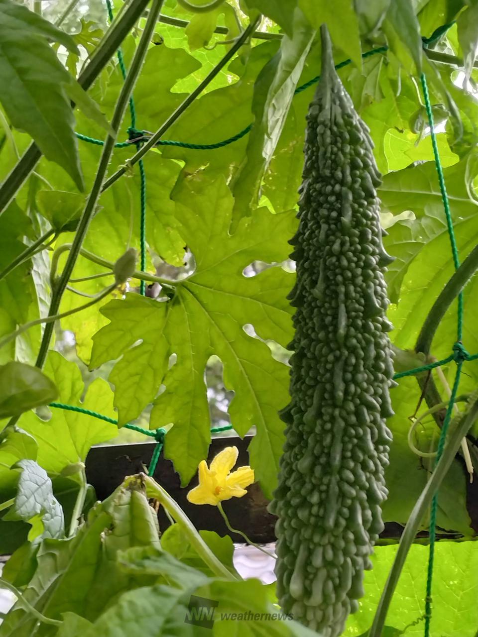 梅雨中休み？！猛...