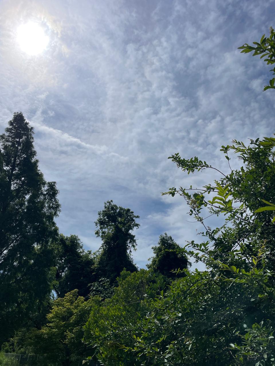 朝から蒸し暑く、体...