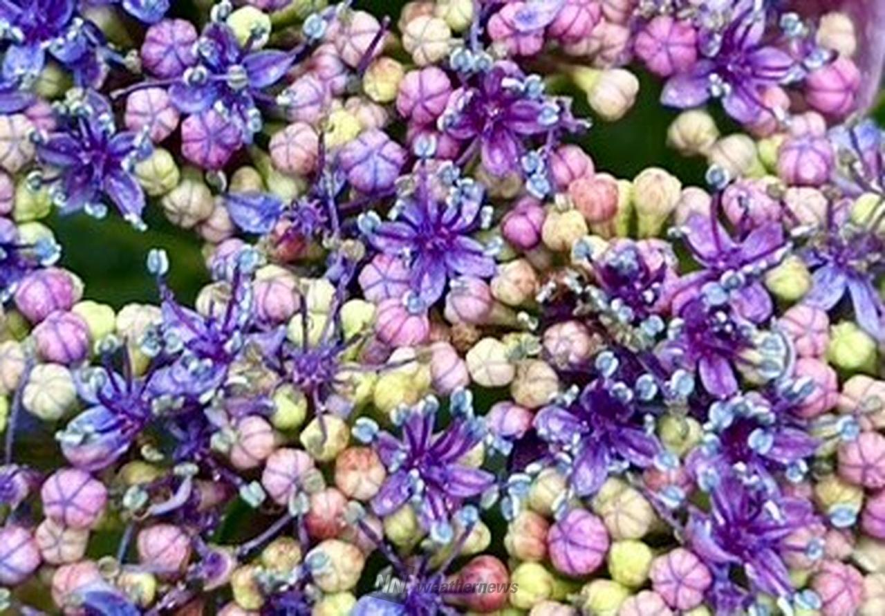  あじさいの様子...