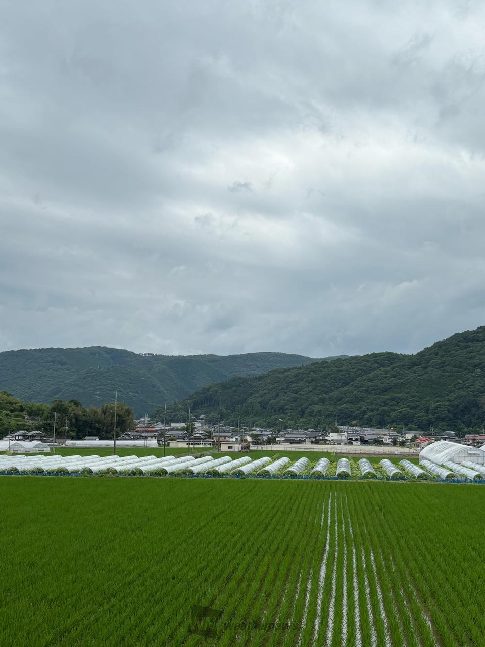 霧雨が止み今は雲が...