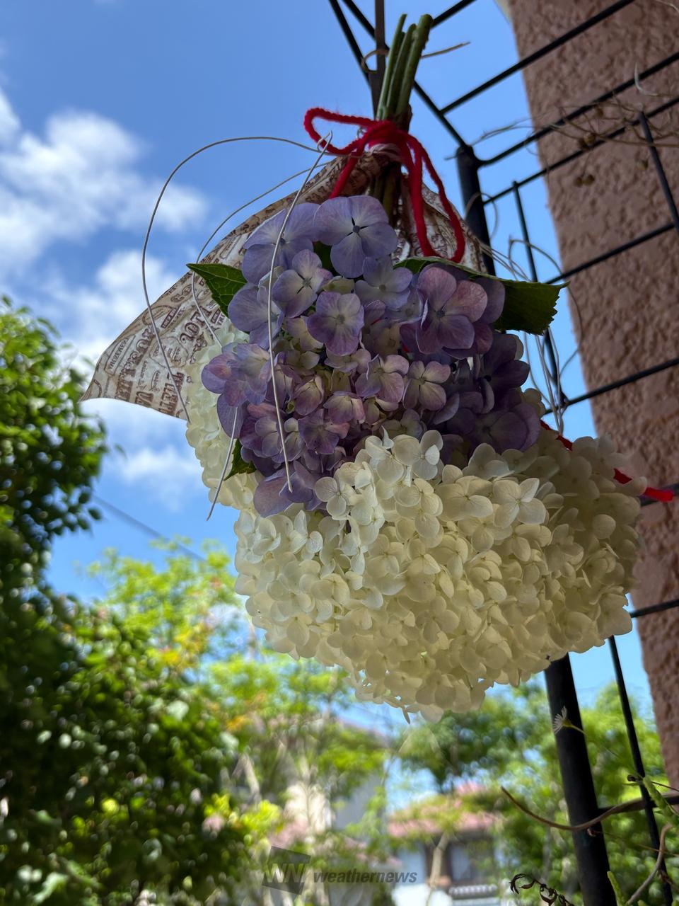 6の付く日に紫陽花...