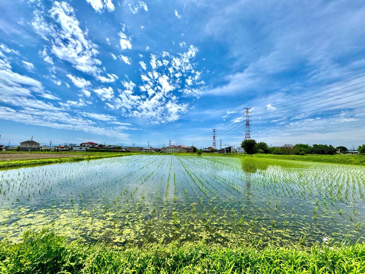 夏のような 日差しが暑い 田園風景🖼 | 群馬県高崎市