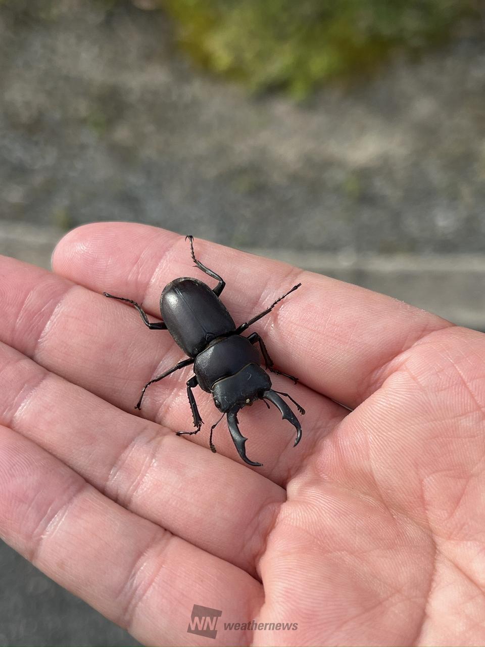 今季初のクワガタさん☆ あまり触ると弱っ | 京都府京都市右京区